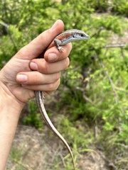 Gerrhosaurus flavigularis