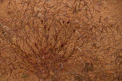 Heliophila variabilis