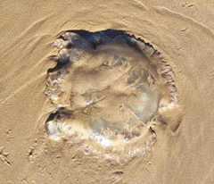 Catostylus tagi