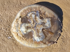 Catostylus tagi