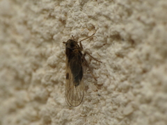 Laodelphax striatella
