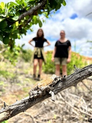 Chiromantis xerampelina