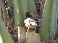 Acridotheres tristis