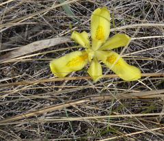 Iris humilis
