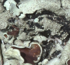 Xanthoparmelia tinctina