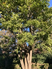 Erythrina