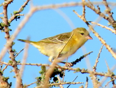 Ploceus velatus caurinus