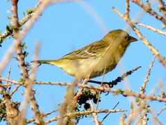Ploceus velatus caurinus
