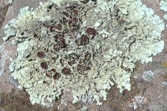 Xanthoparmelia tinctina