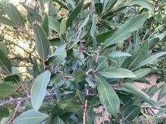 Pleradenophora bilocularis