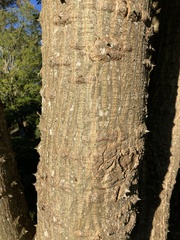 Erythrina
