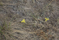 Iris humilis