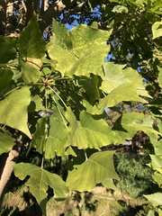 Erythrina