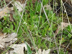 Ornithopus compressus