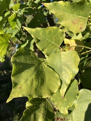 Erythrina