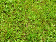 Trifolium subterraneum