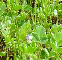 Vicia lathyroides
