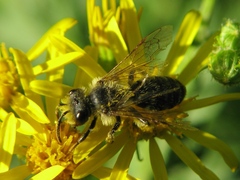 Andrena