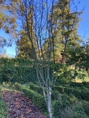 Magnoliopsida