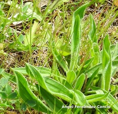 Plantago lagopus