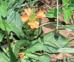 Crossandra zuluensis