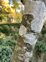 Magnoliopsida