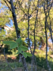 Magnoliopsida