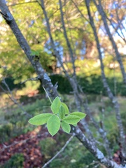 Magnoliopsida