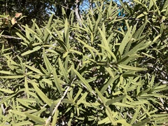 Forchhammeria watsonii