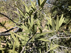 Forchhammeria watsonii