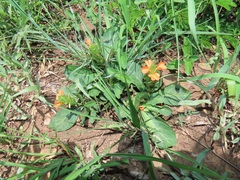 Crossandra zuluensis