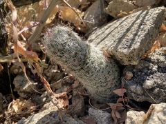 Mammillaria phitauiana