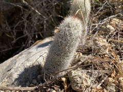 Mammillaria phitauiana