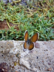 Brephidium exilis exilis