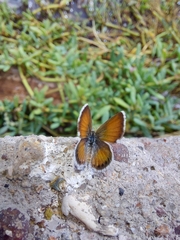 Brephidium exilis exilis
