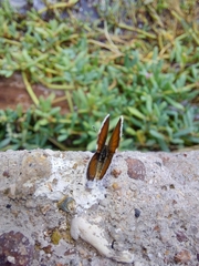 Brephidium exilis exilis