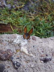 Brephidium exilis exilis