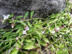 Lobelia eckloniana