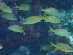 Haemulon flavolineatum