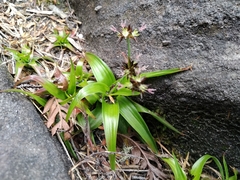 Juncus lomatophyllus