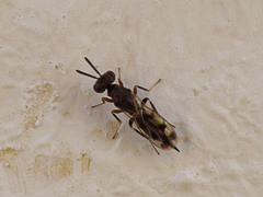 Trigonoderus