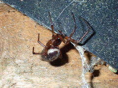 Steatoda nobilis
