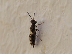 Trigonoderus