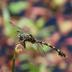 Ictinogomphus ferox