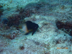 Stegastes partitus