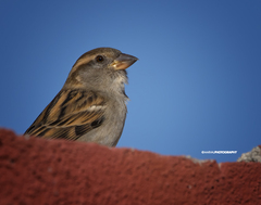 Passer domesticus