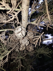 Cupressus sempervirens