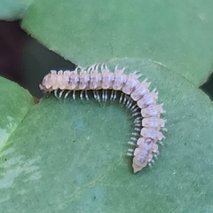 Nearctodesmidae