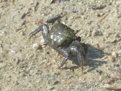 Metopograpsus messor