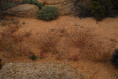 Heliophila variabilis